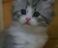 サイベリアン【福岡県・女の子・2020年7月18日・ダイリュートキャリコ】の写真1