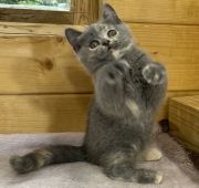 鹿児島県のブリーダーを探す みんなの子猫ブリーダー 鹿児島県のブリーダーを探す みんなの子猫ブリーダー