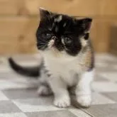 エキゾチックショートヘア【福岡県・女の子・2022年4月24日・キャリコ】の写真1