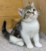 ミヌエット【福岡県・男の子・2021年10月6日・ブラウンパッチドタビー&ホワイト】の写真2