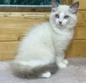 ラグドール【福岡県・女の子・2021年4月24日・ブルーポイントバイカラー】の写真2