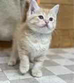 マンチカン(長足)【福岡県・男の子・2023年11月8日・レッドタビー】の写真4