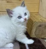 ラグドール【福岡県・女の子・2021年4月24日・ブルーポイントバイカラー】の写真4