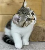 ミヌエット【福岡県・男の子・2021年10月6日・ブラウンパッチドタビー&ホワイト】の写真4