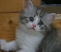 サイベリアン【福岡県・女の子・2020年7月18日・ダイリュートキャリコ】の写真4