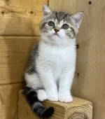 ミヌエット【福岡県・男の子・2021年10月6日・ブラウンパッチドタビー&ホワイト】の写真5