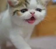 エキゾチックショートヘア【福岡県・男の子・2020年8月25日・ブラウンタビー&ホワイト】の写真5「笑ってるんじゃないよ、鳴いてるんだよ！」