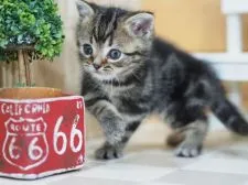 アメリカンショートヘア【福岡県・男の子・2020年12月16日・ブラウンタビー】の写真5