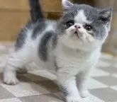 エキゾチックショートヘア【福岡県・男の子・2024年7月28日・ブルー&ホワイト】の写真5