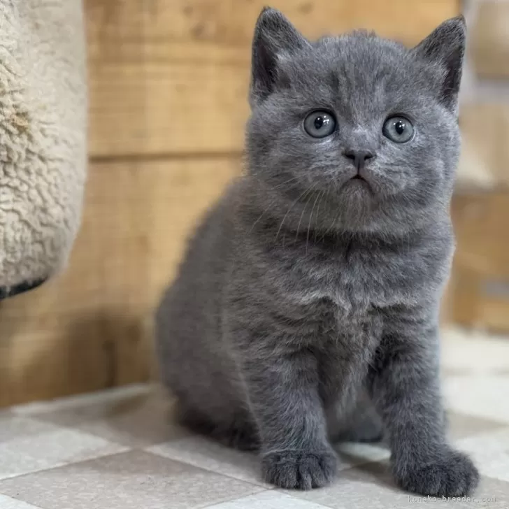 ID：2412-02013の子猫