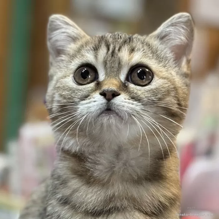ID：2501-01012の子猫