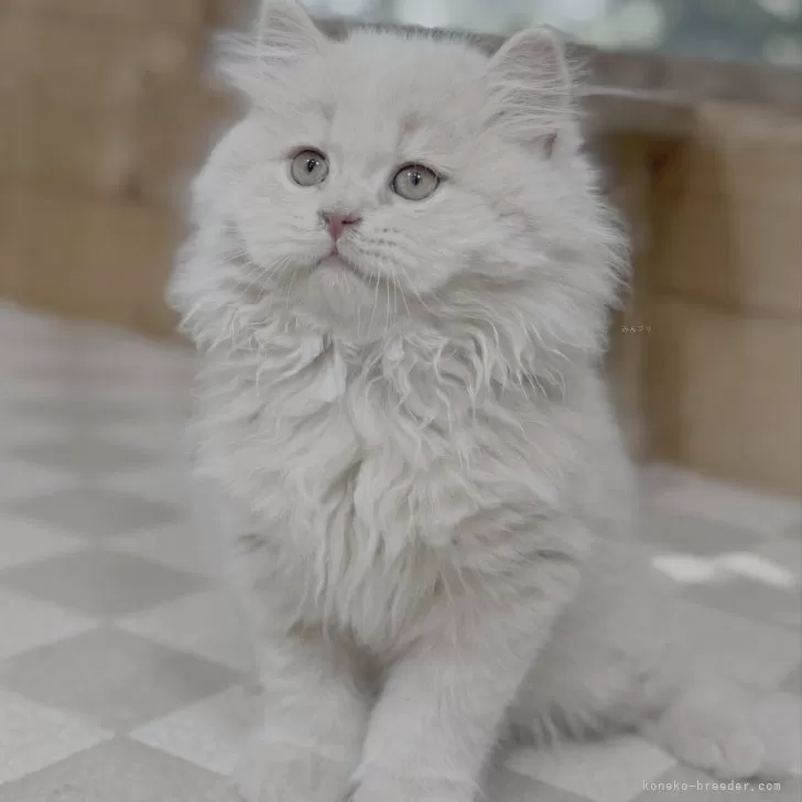 ID：2508-01646の子猫