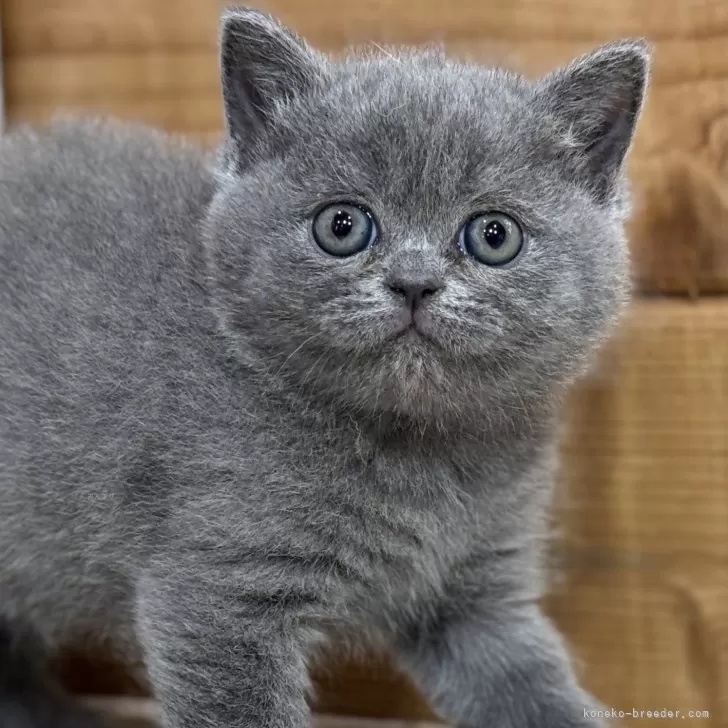 ID:2502-02461の子猫