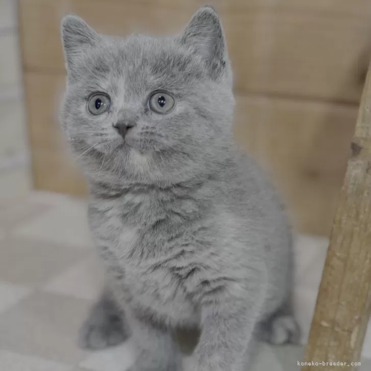 ID:2506-02537の子猫