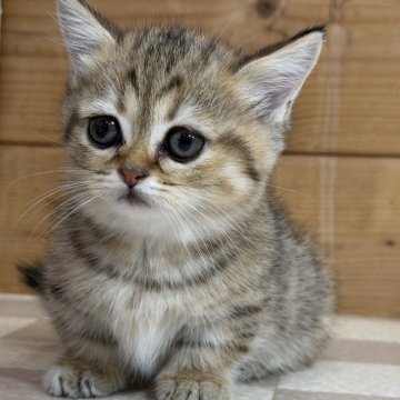 マンチカン(短足)【福岡県・女の子・2026年1月13日・ブラウンタビー&ホワイト】の写真「おっとりとした優しい性格」