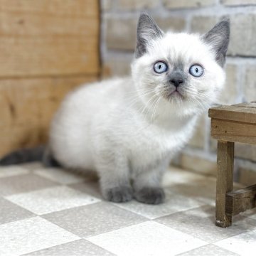 ブリティッシュショートヘア【福岡県・女の子・2025年10月9日・ブルーポイント】の写真「好奇心が旺盛で活発な女の子」