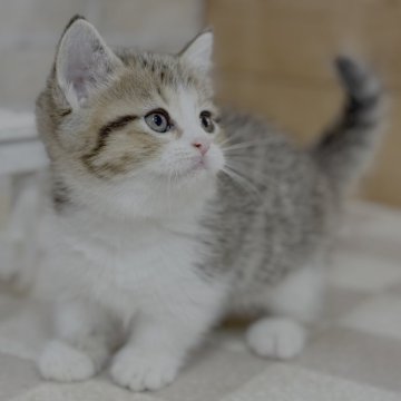 マンチカン(短足)【福岡県・女の子・2025年6月22日・ブラウンタビー&ホワイト】の写真「温和でおっとりした女の子」