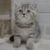 エキゾチックショートヘア