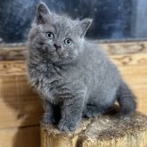 ブリティッシュショートヘア