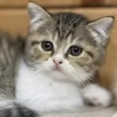 ミヌエット(長足)【福岡県・男の子・2024年10月1日・ブラウンタビー&ホワイト】の写真1