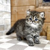 エキゾチックショートヘア