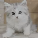 マンチカン(長足)