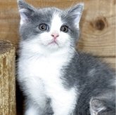 ブリティッシュショートヘア