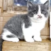 ブリティッシュショートヘア