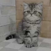 エキゾチックショートヘア