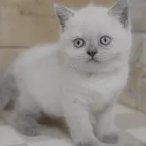 ブリティッシュショートヘア