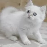 サイベリアン