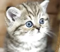 エキゾチックショートヘア【福岡県・男の子・2025年10月15日・ブラウンクラシックタビー】の写真4