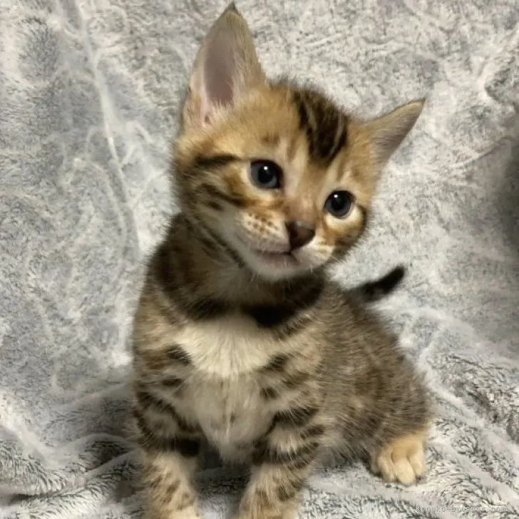 ID：2303-00452の子猫