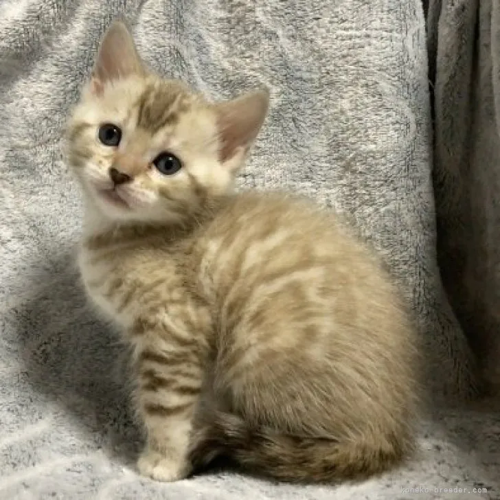ID:2303-00455の子猫