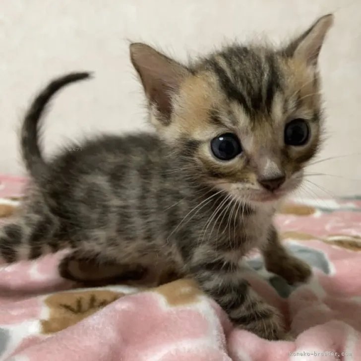 ID:2308-03072の子猫