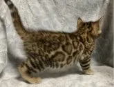ベンガル【長野県・男の子・2023年2月14日・ブラウンスポテッドタビー(ロゼット)】の写真3