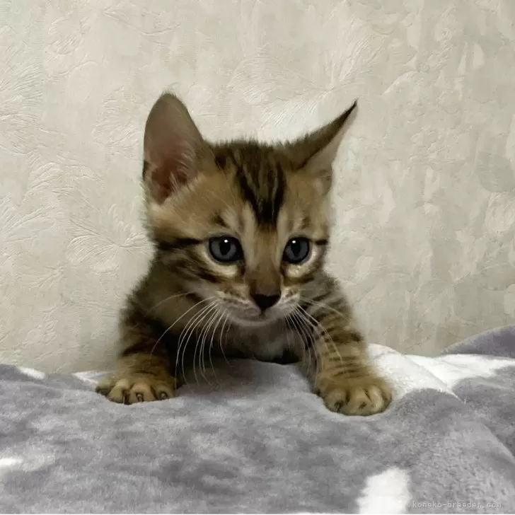 ID：2506-03546の子猫