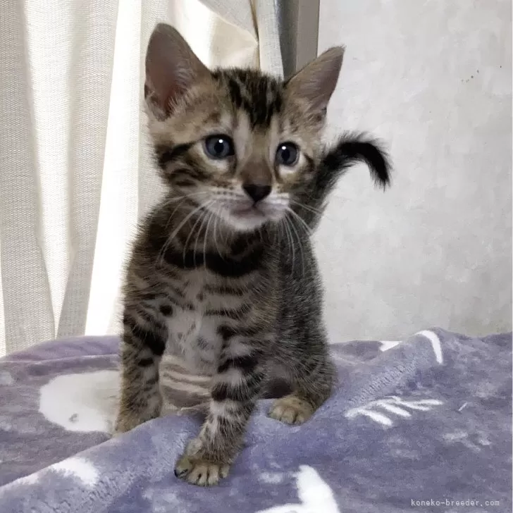 ID：2508-02570の子猫