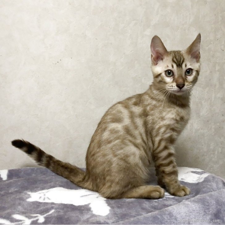 ブリーダー画像