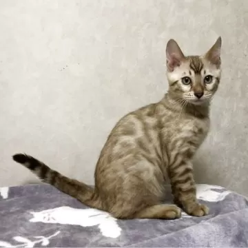 ねこ様　完成写真　うんていタイプC  長さ＋　ボルダリング　鉄棒　ターザンロープ ベンガル【長野県・男の子・2023年9月22日・ブラウンスポテッド