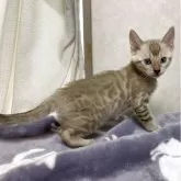 ベンガル