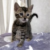 ベンガル