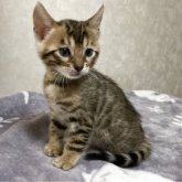 ベンガル