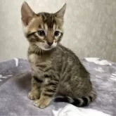 ベンガル
