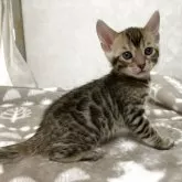 ベンガル