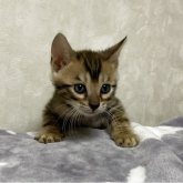 ベンガル