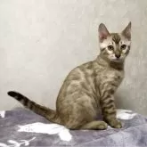 ベンガル