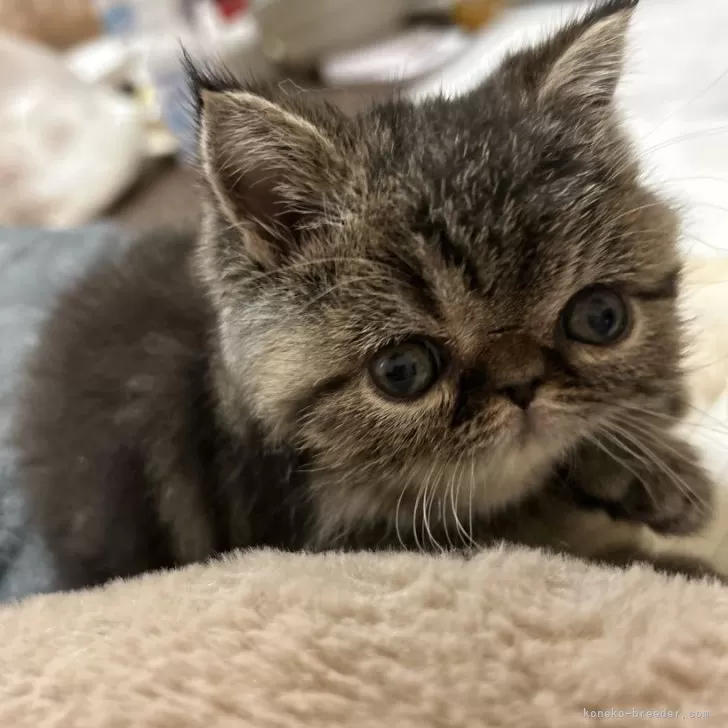 ID：2410-03425の子猫