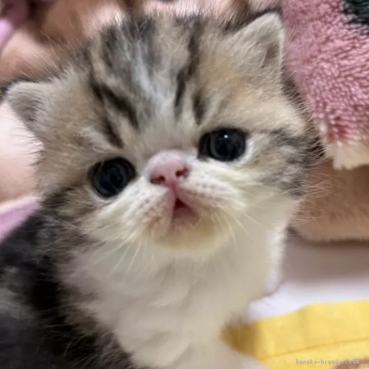 ID：2403-02982の子猫