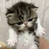 エキゾチックショートヘア【愛媛県・男の子・2024年3月6日・ブラウンパッチドタビーホワイト】の写真4